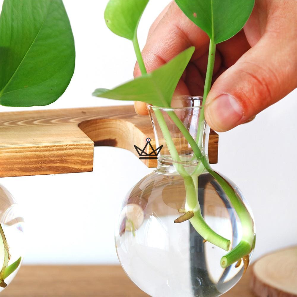 Blumenzwiebelterrarium - ETABLY – Ansicht 4